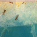 Ants