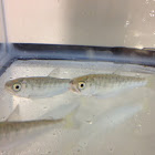 Juvenile Chinook Salmon