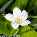 Wood-sorrel