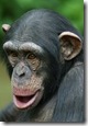 Earliest humans in Africa had sex with chimps and created hybrids, archeologists believe