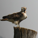 red-tailed hawk