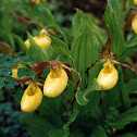 Yellow Lady's-slippers