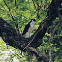 African Hawk-Eagle