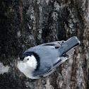 White Breasted Nuthatch