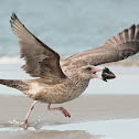 Herring gull