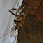 Western Conifer Seed Bug