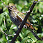 African Emerald Cuckoo