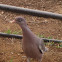 Bare-eyed Pigeon
