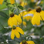 Yellow Coneflower