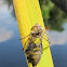 Dragonfly Exuviae