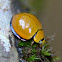 Red Chilocorus