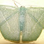 Emerald Moth