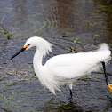 Snowy Egret