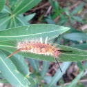 Tussock Moth