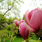 Magnolia