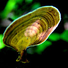 Turkey Tail