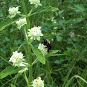Bumblebee