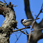 black capped chickadee