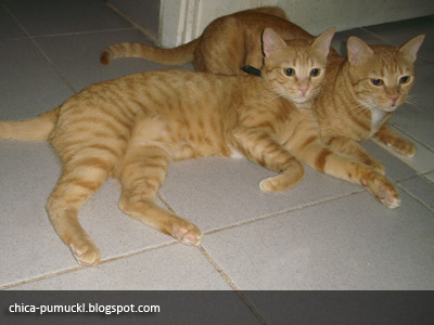 Lovely Cats Couple