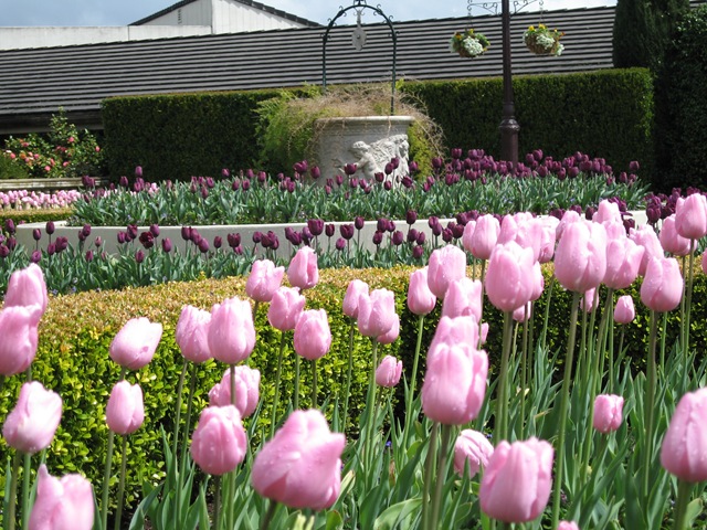 [Napa April 06 051[3].jpg]