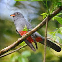 Trogon