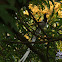 Asian Paradise-flycatcher