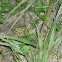 Southern Leopard Frog