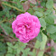 Madame Isaac Pereire Rose