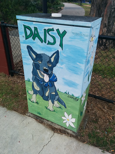 Daisy the Cattle Dog