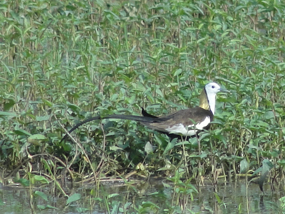 Spotting Image 1