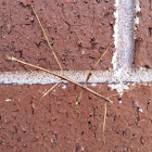 Walking Stick