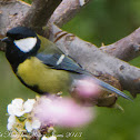 Great Tit; Carbonero Común