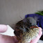 Juvenile Black Bird