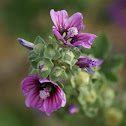 Tree Mallow