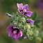 Tree Mallow