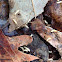 Eastern subterranean termite
