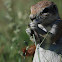 African Ground Squirrel