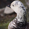 Hybrid, Ross's and Barnacle Goose