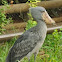 shoebill stock