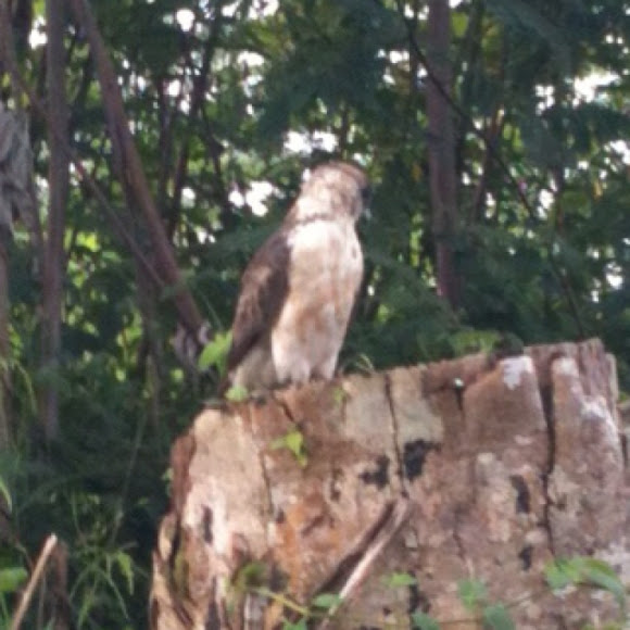 Spotting Image 1
