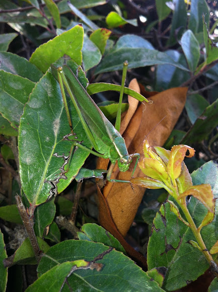 Spotting Image 1