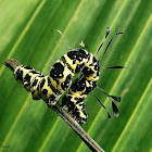 Tinolius eburneigutta catterpiller