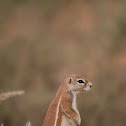 Ground Squirrel