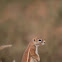 Ground Squirrel