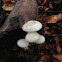 Porcelain Mushroom