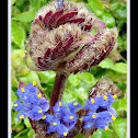 Cyanotis tuberosa wildflower