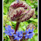 Cyanotis tuberosa wildflower