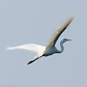 Great White Egret