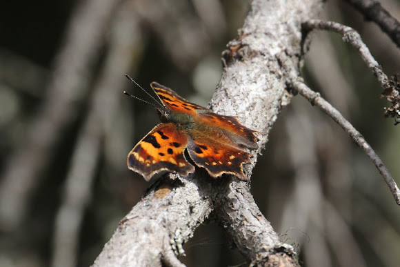 Spotting Image 1