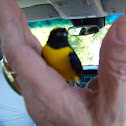 Black-vented Oriole